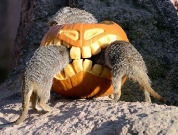Happy halloween
