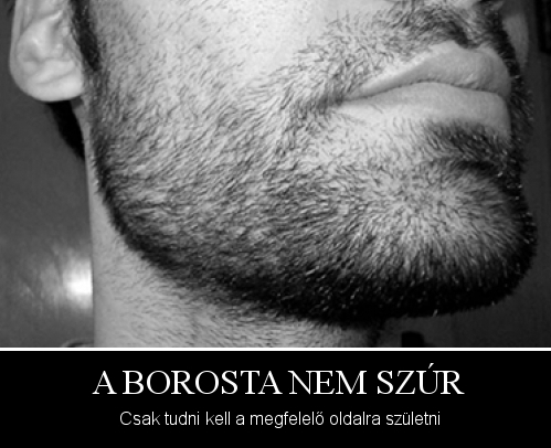 Napi bölcsesség