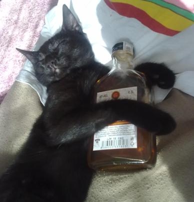 Állati jó buli volt szombat este . . . 