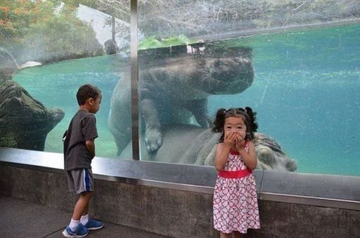 Eközben az állatkertben...