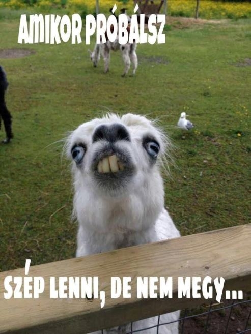 De legalább megpróbáltad...