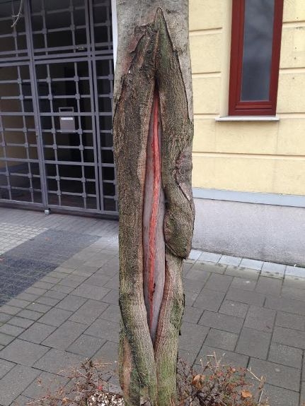 Napi fapina