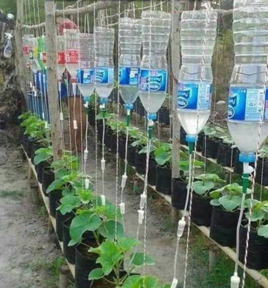 Amikor egy nővér kezd kertészkedni