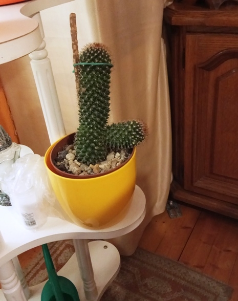 Szőke csajszi álmodozik