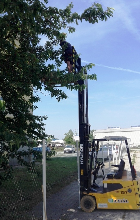 Cseresznyézés mesterfokon