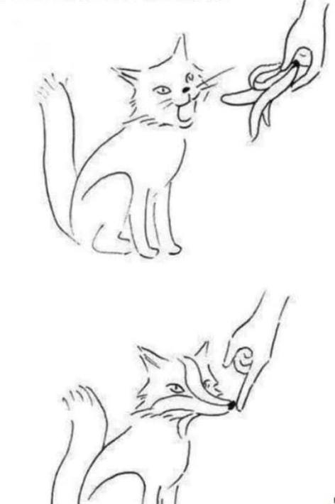 Hogyan csinálhatunk macskából rókát?